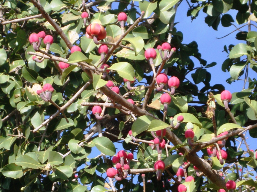 معرفی و راهنمای پرورش درختان میوه - پلاتونیا (باکوری)